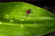 It's important to finish the prescribed antibiotic course even if symptoms go away during treatment. (Erik Karits/ Pexels)